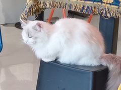 -平行世界·猫咖(首经贸店)