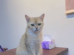 -楼上猫咖(罗湖店)