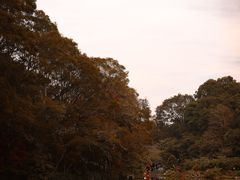 -深圳仙湖植物园