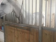 -松声马术俱乐部