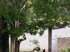 -卧龙中华大熊猫苑神树坪基地