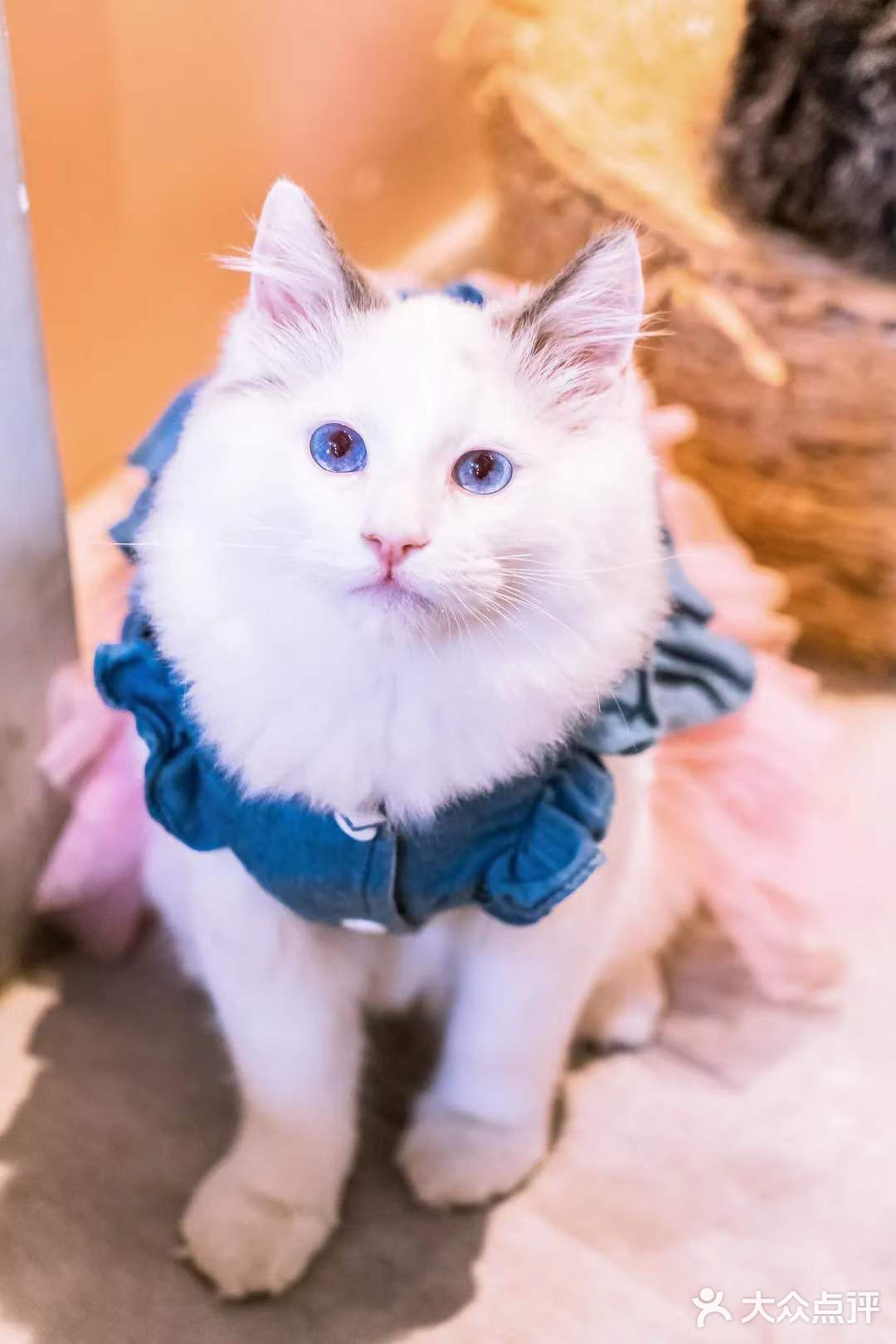 北京路独栋三层猫咖，男朋友赖着不肯走…