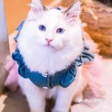 北京路独栋三层猫咖，男朋友赖着不肯走…