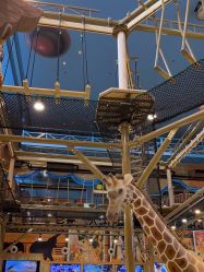 点击看大图 -卡通尼·Safari非洲探索乐园·生日会(金桥国际商业广场店)