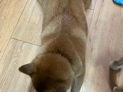 -是阿柴呀！柴犬咖啡·爱喵喵猫咖