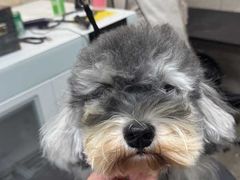 -帕帕拉兹宠物(亚洲旗舰店)