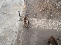 -哈尔滨北方森林动物园