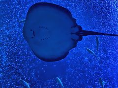 -珠海长隆海洋王国