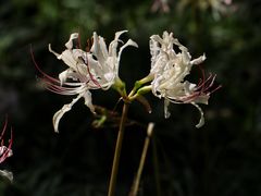 -白塘生态植物园