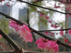 -重庆彩云湖湿地公园