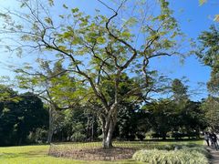 -西双版纳傣族园