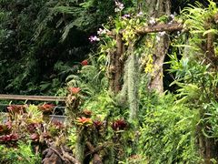 -深圳仙湖植物园