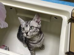 -猫大福·Fortune Cat猫舍(百子湾店)