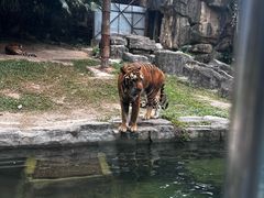 -深圳野生动物园