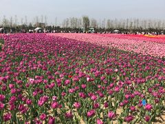 -荷兰花海