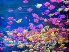 -秦皇岛新澳海底世界
