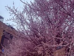 -新世界小天星幼儿园(尚景园)