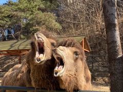 -大连森林动物园