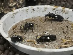 -上海大自然野生昆虫馆(东方明珠·爬宠昆虫探索中心)