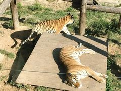 -大连森林动物园