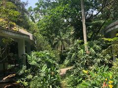 -深圳仙湖植物园