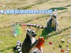 -上海野生动物园