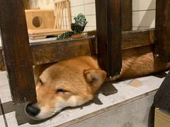 -柴迷FANS CLUB·柴犬狗咖·猫咖