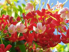 -南京市无想山景区