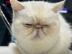 -怪兽屋·羊驼·猫咖·狗咖(俊华广场店)