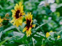 -深圳仙湖植物园