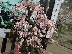 -香雪海