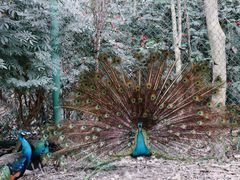 -西双版纳傣族园