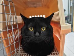-艾贝尔宠物医院·24H转诊中心·肿瘤猫专科(江宁双龙店)