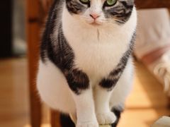 -猫小院猫主题餐厅(南锣旗舰店)