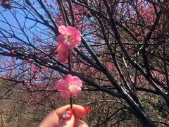 -新建村梅花