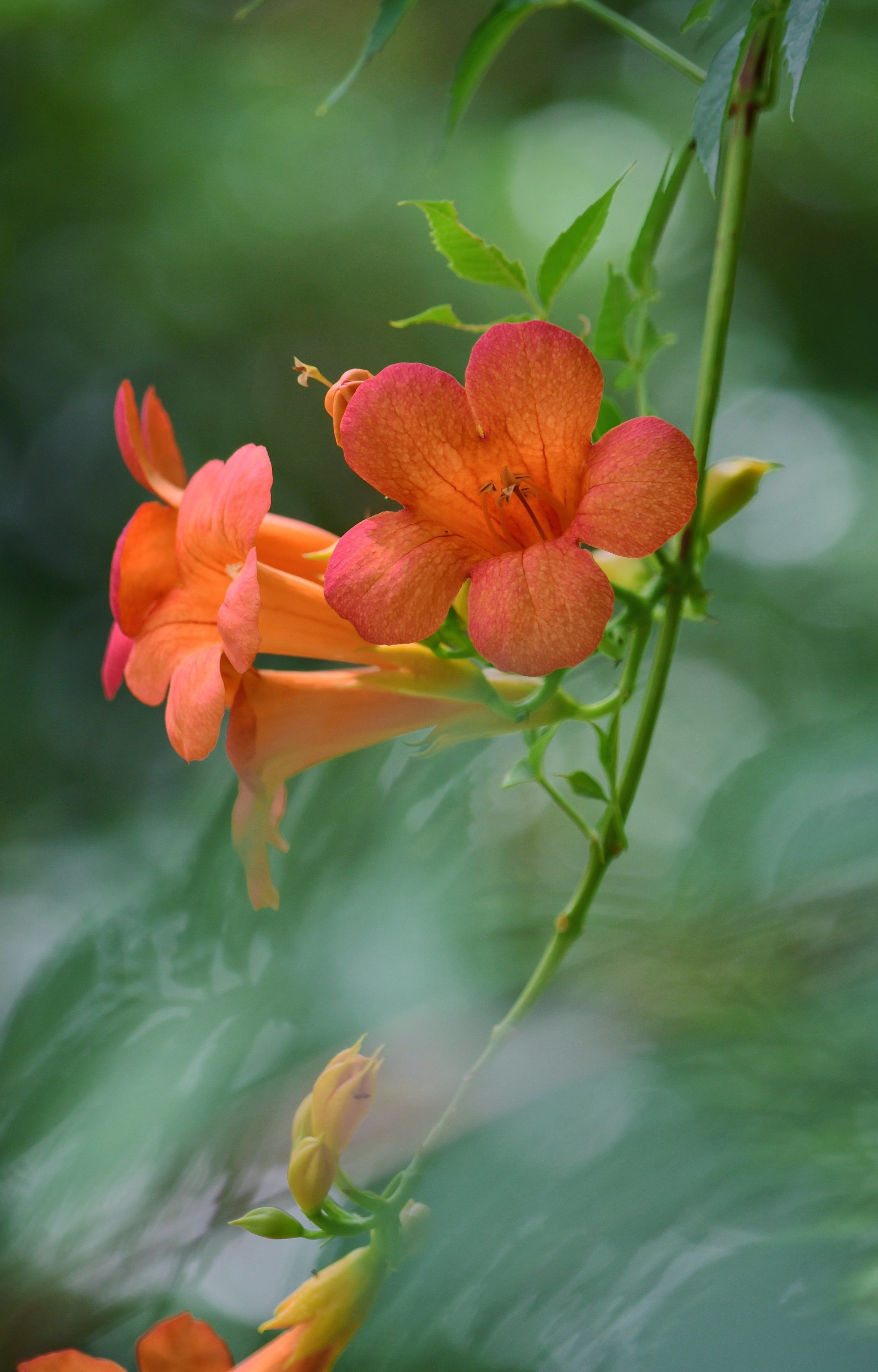 夏日之歌——凌霄花