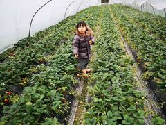 -喜杨洋草莓采摘园