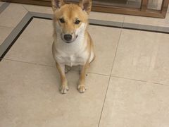 -狗不理喵子(百富路店)