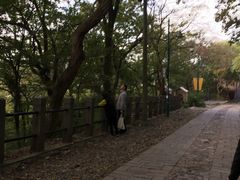 -上海佘山国家森林公园西佘山园