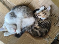 -松涛居·荔枝柴烧鹅(三墩总店)