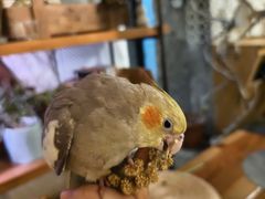-吉丁鸟咖·异宠·寄养