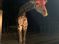 -清迈夜间动物园