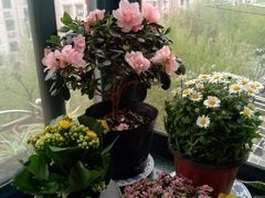 -双季花艺园艺市场(浦东店)