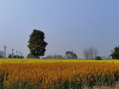 -中国天府农业博览园