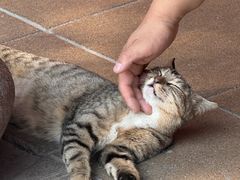 -龙华素斋(龙华路店)