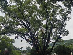 -无锡梅园公园