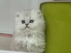 -青奢宠物·青奢猫舍