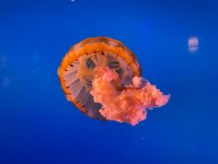 -太平洋海底世界