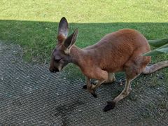 -西霞口神雕山野生动物世界