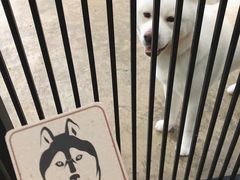 -TrueLove @ Neverland (Husky Cafe)